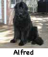 Alfred