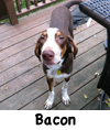 Bacon