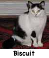 Biscuit