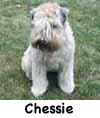 Chessie