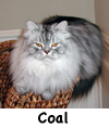 Coal