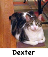 Dexter2