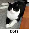 Dots
