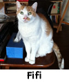 Fifi