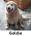 Goldie