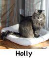 Holly