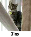 Jinx