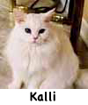 Kalli