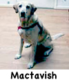 Mactavish