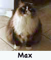 MaxCat