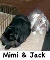 MimiJack