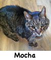 Mocha
