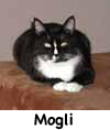 Mogli