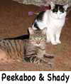 PeekabooShady