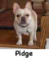 Pidge