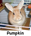 Pumpkin Bunny