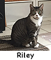 Riley Cat