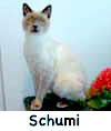 Schumi