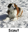 ScoutM
