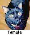 Tamale