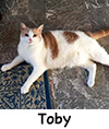 Toby