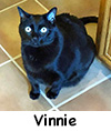 Vinnie