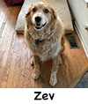 Zev